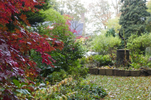 Acer palmatum Malet                     